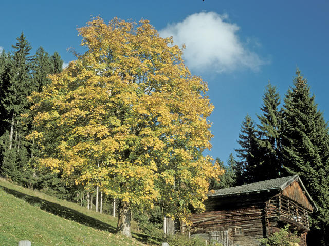 Neukumhof Apartment Westendorf Luaran gambar